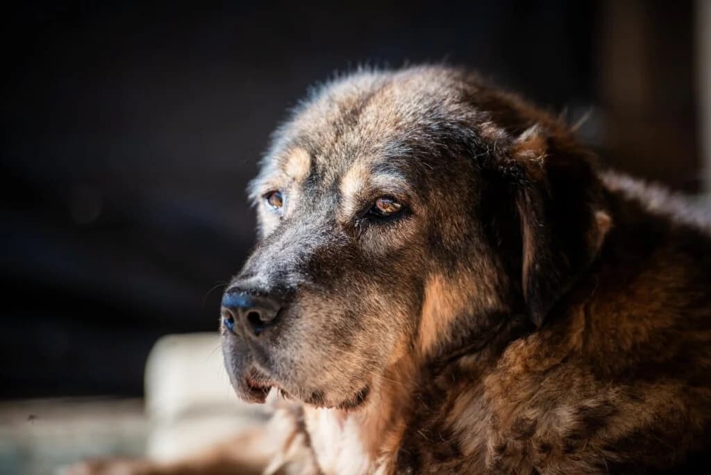 Joni (Passed away), female young Mixed Breed for adoption at Souda Shelter, Chania