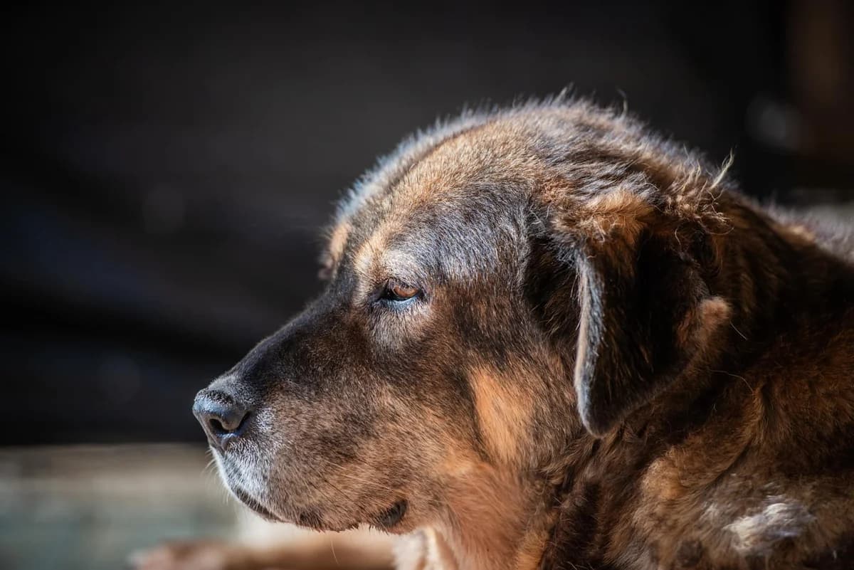 Joni (Passed away) photo 2