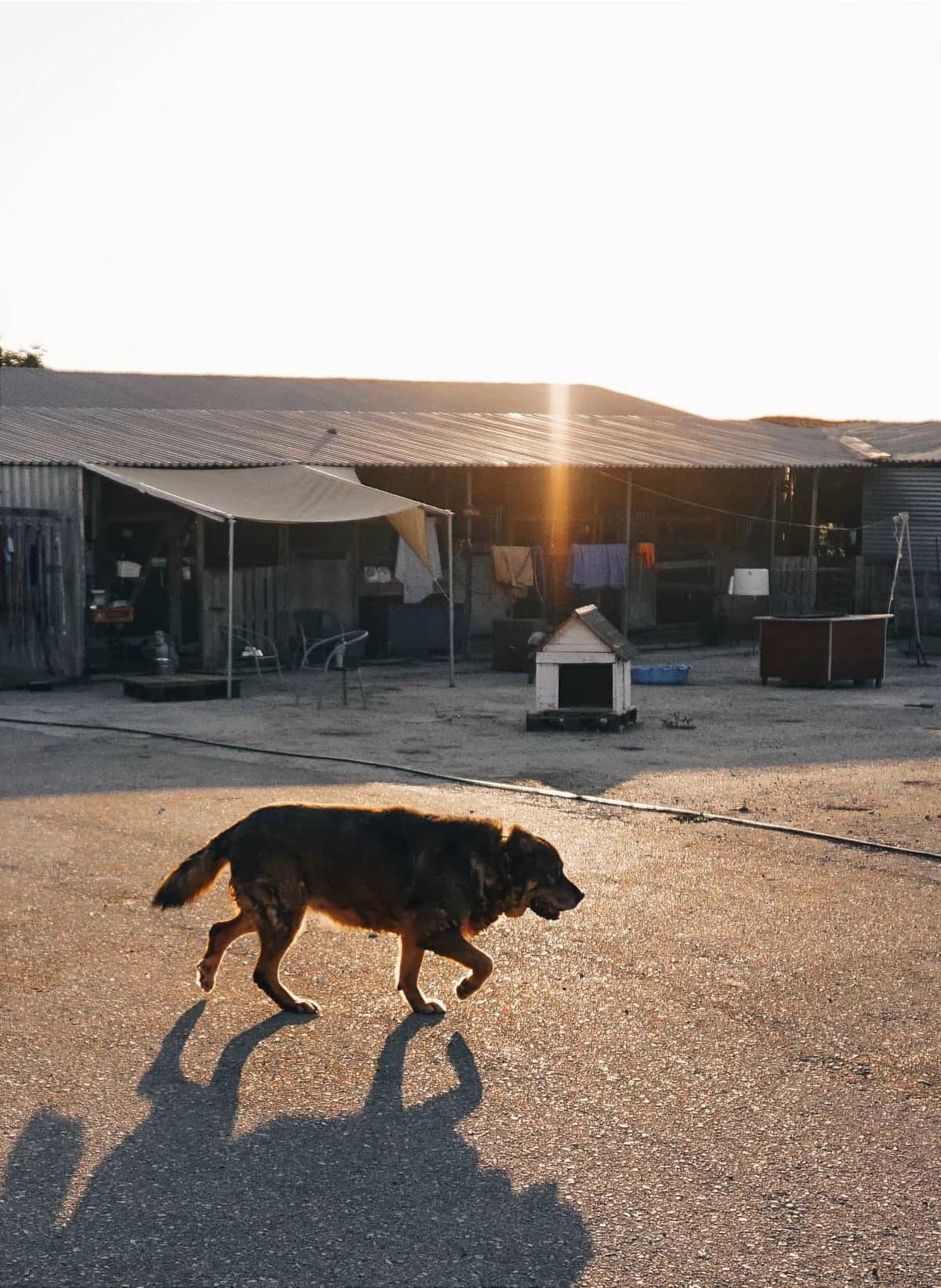 Joni (Passed away) photo 4