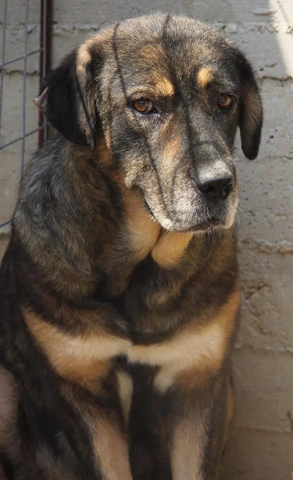 Joni (Passed away) photo 8