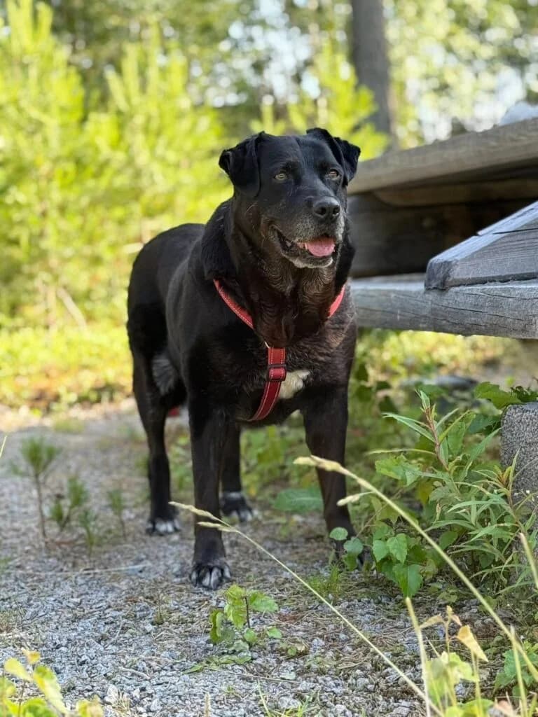 Maria (fostered in Sweden), female 3yo Mixed Breed for adoption at Souda Shelter, Chania