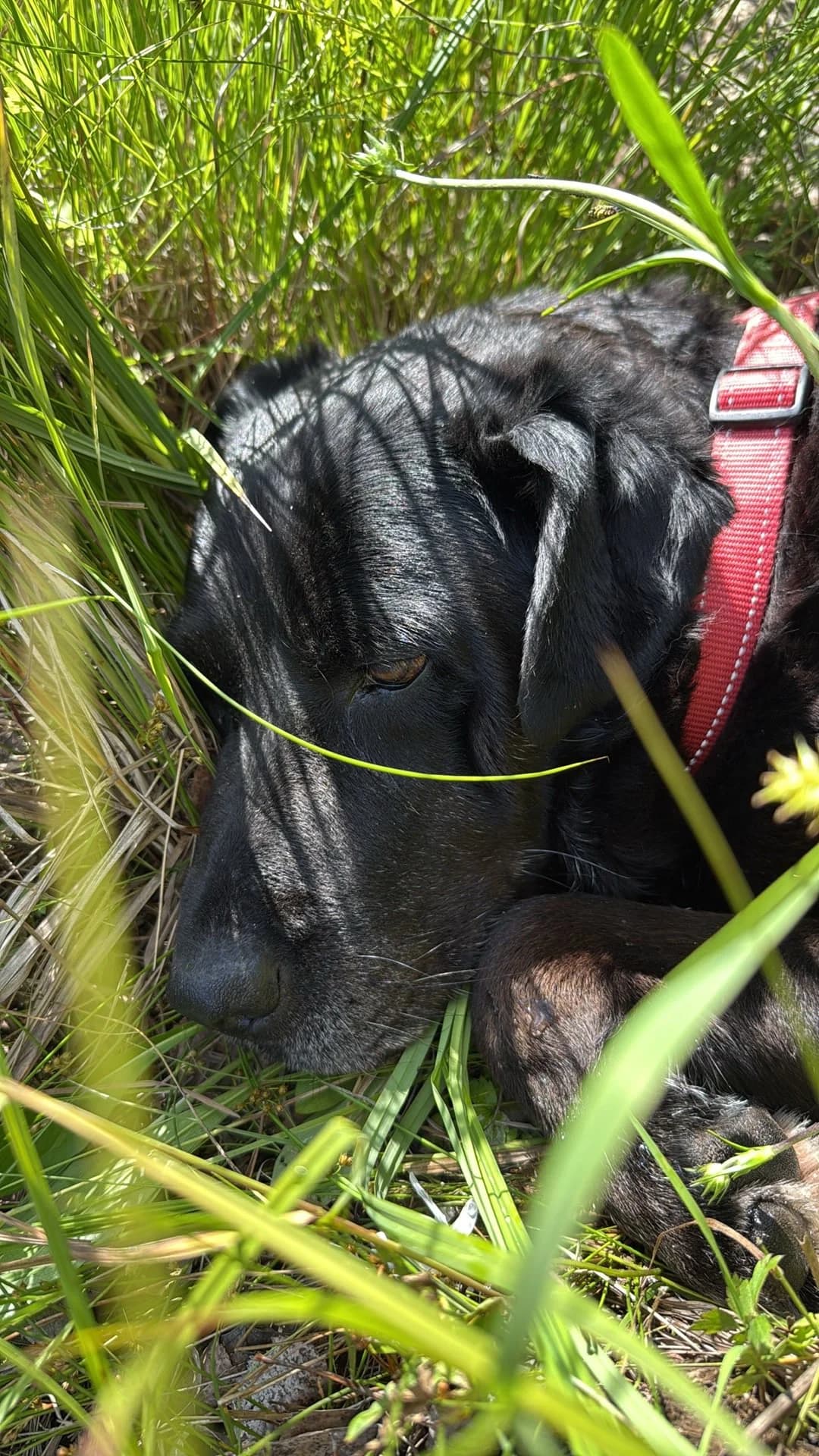 Maria (fostered in Sweden) photo 3