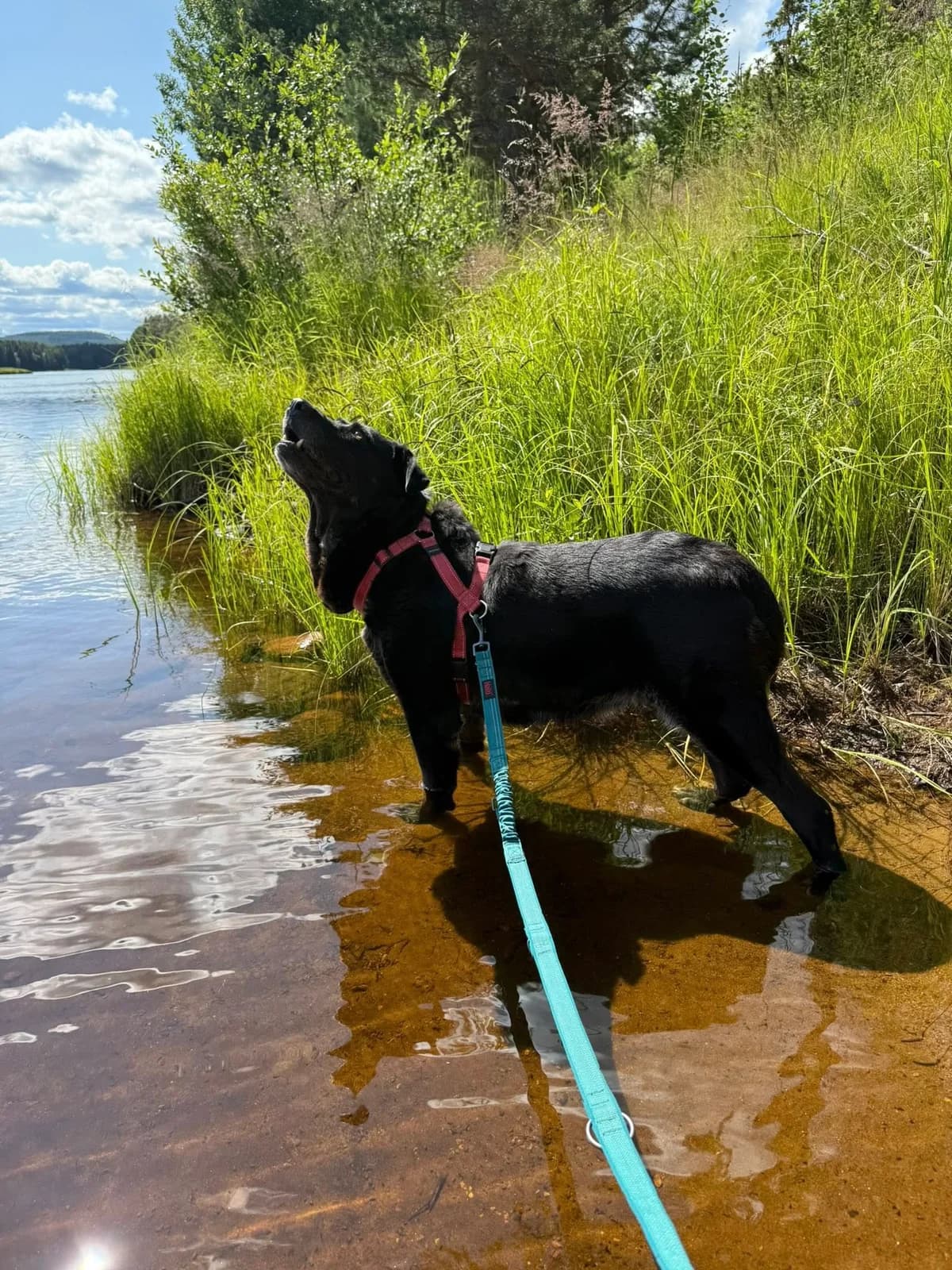 Maria (fostered in Sweden) photo 4