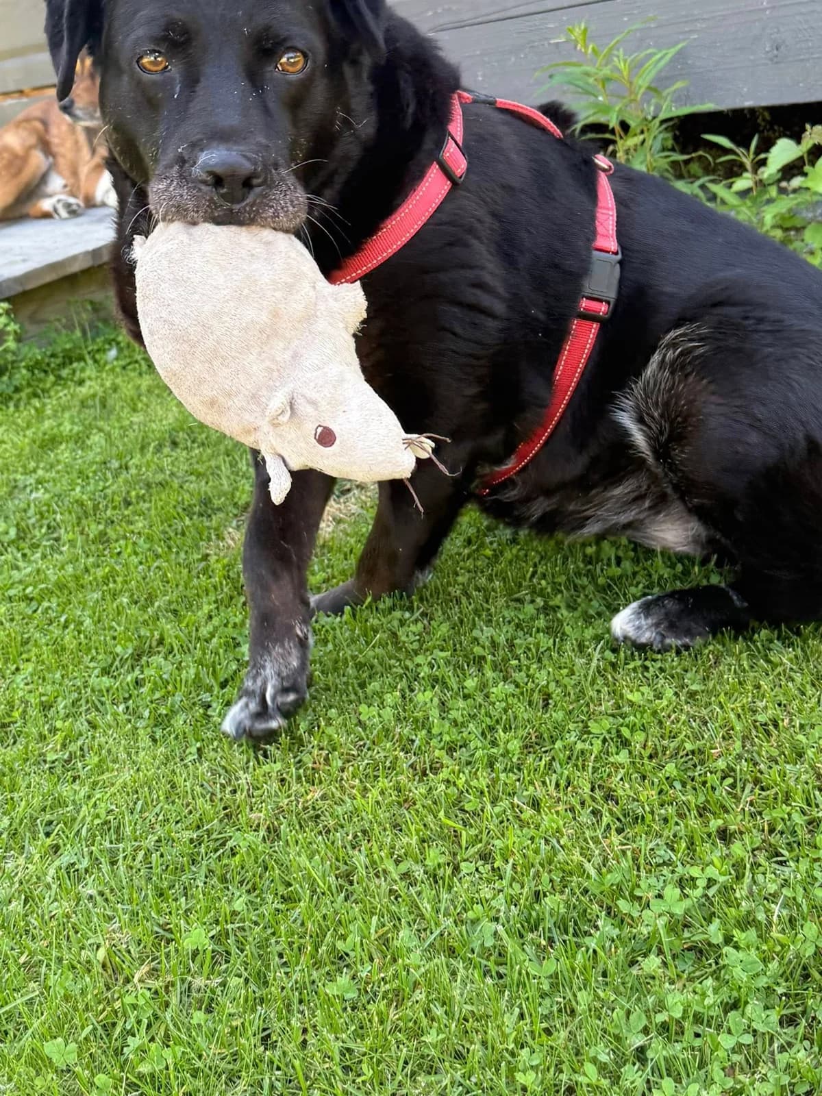 Maria (fostered in Sweden) photo 5