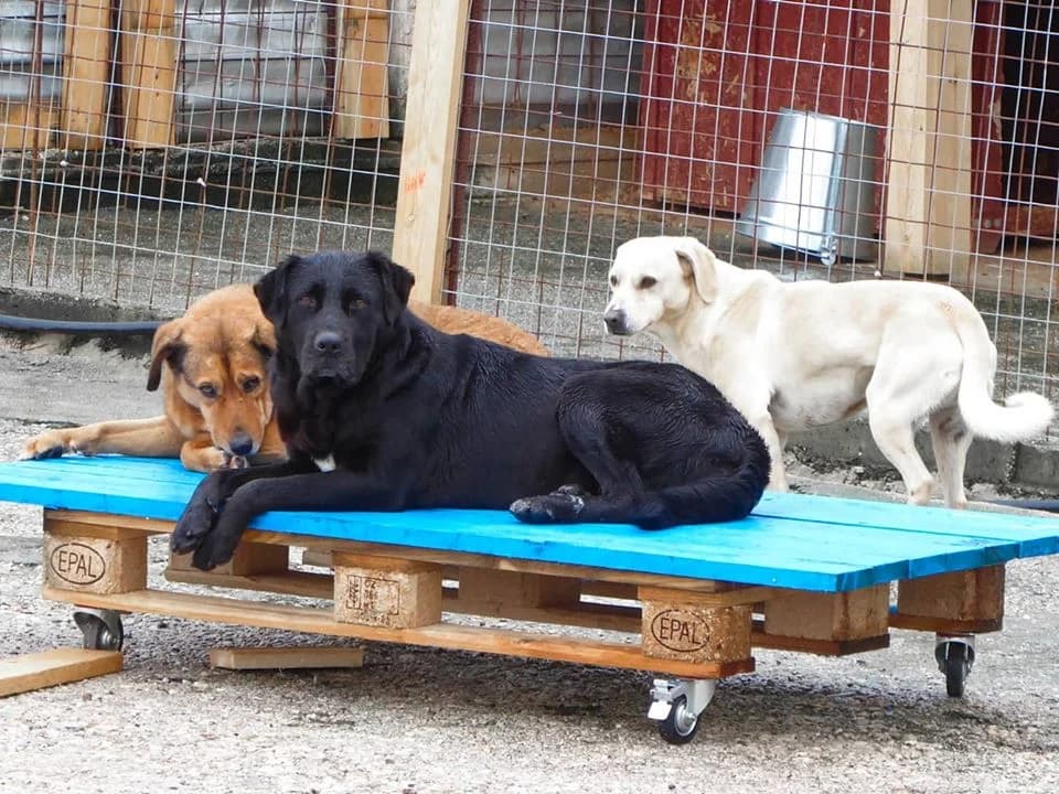 Maria (fostered in Sweden) photo 6