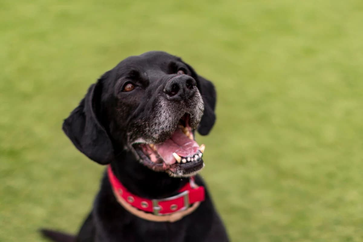 Rex (Ρεξ), male Mixed Breed for adoption at SPAZ Athens, Athens