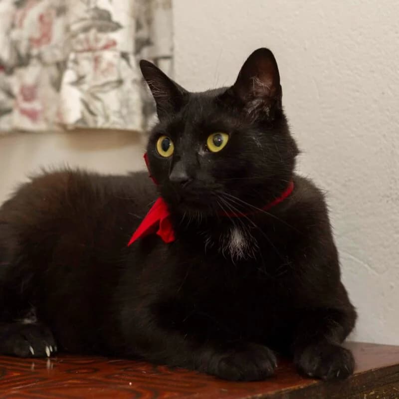 Santana (Σαντάνα), male Mixed Breed for adoption at SPAZ Athens, Athens