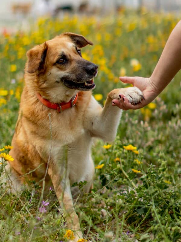 Santy (Σάντυ), female Mixed Breed for adoption at SPAZ Athens, Athens