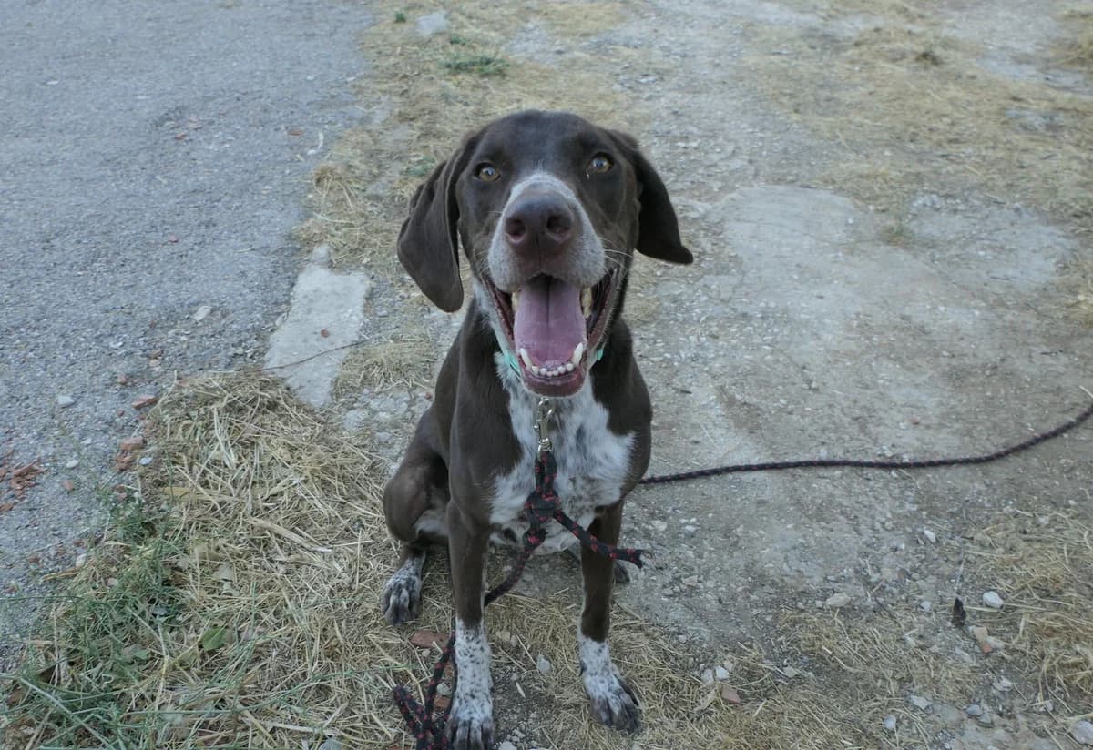 Flyn, male 5yo Mixed Breed for adoption at Save a Greek Stray, Metsovo