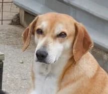 Quentin, male 3yo Mixed Breed for adoption at Souda Shelter, Chania