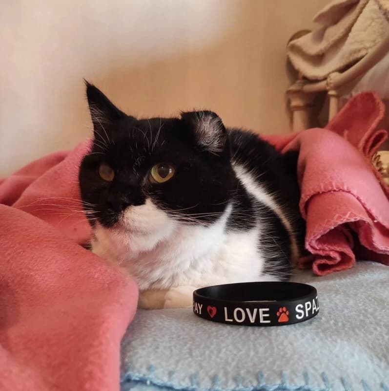 Gioyki (Γιούκι), female Mixed Breed for adoption at SPAZ Athens, Athens