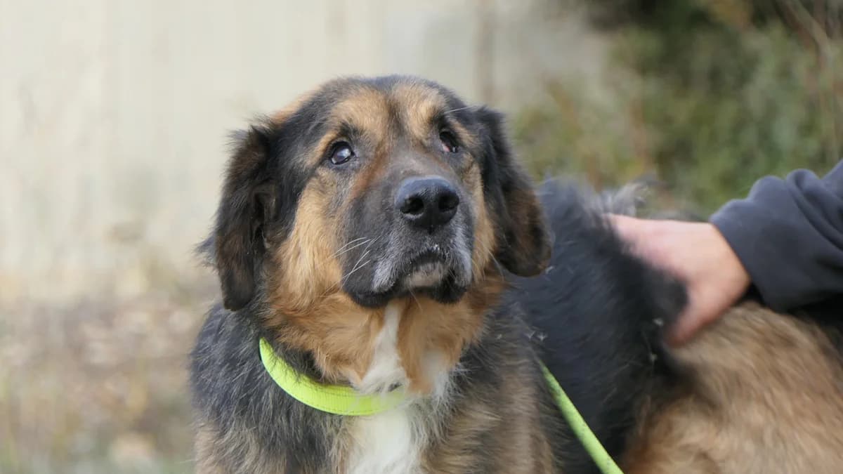 Punk, Mixed Breed (Save a Greek Stray)