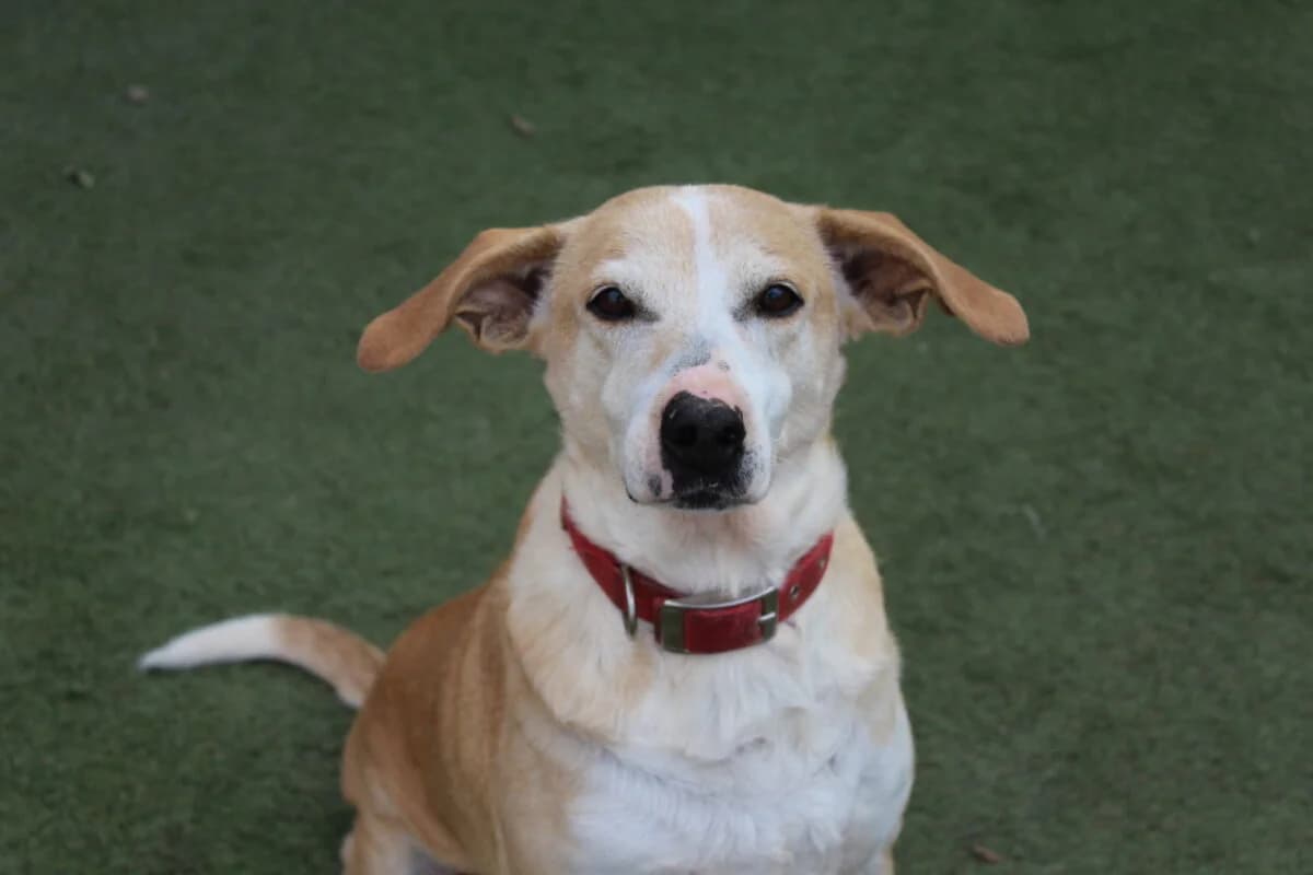 Magia (Μάγια), female Mixed Breed for adoption at SPAZ Athens, Athens