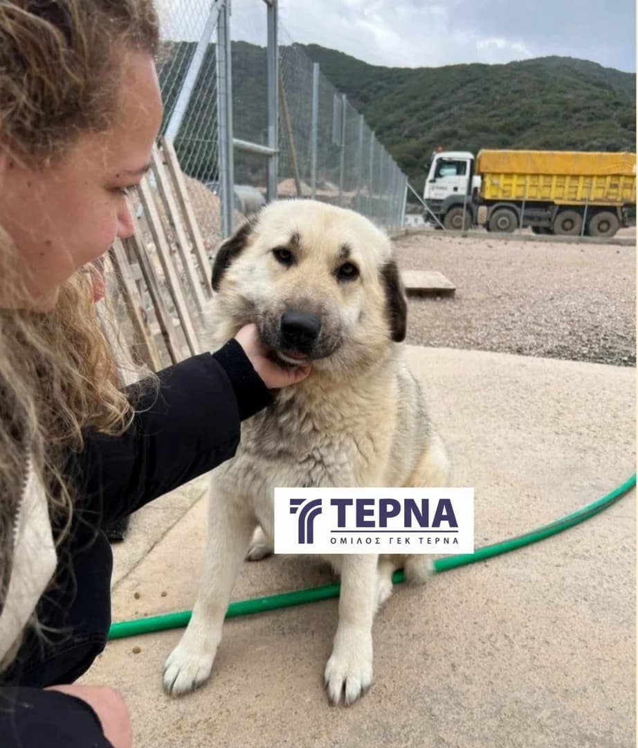 Xanthi, Mixed Breed (Save a Greek Stray)