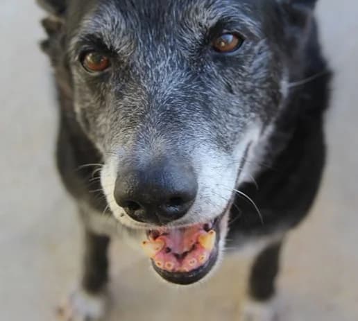 Rosa (Passed Away), black with white markings female senior mixed breed for adoption at Souda Shelter, Chania