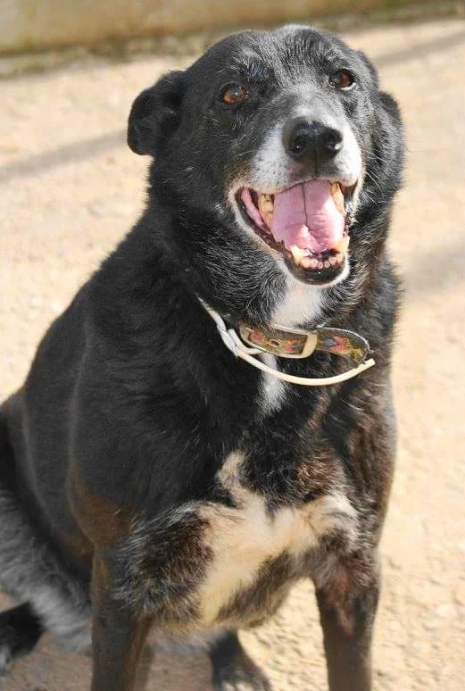 Rosa (Passed Away) photo 2