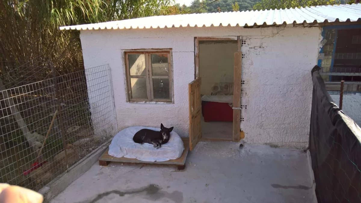 Rosa (Passed Away) photo 3