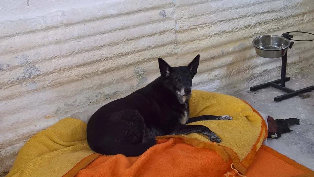 Rosa (Passed Away) photo 4