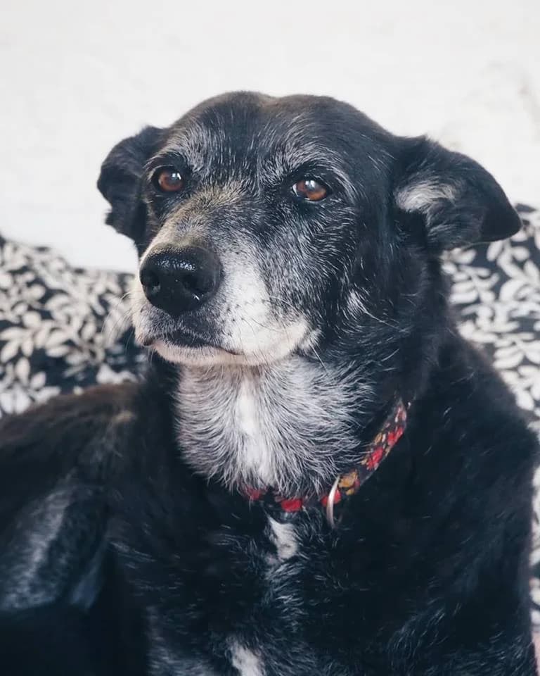 Rosa (Passed Away) photo 6