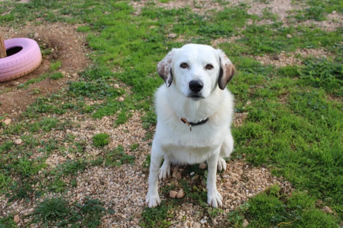 Anthi (Ανθή), female Mixed Breed for adoption at SPAZ Athens, Athens