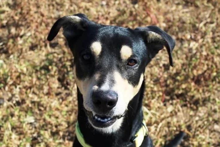Άlkis (Άλκης), male Mixed Breed for adoption at SPAZ Athens, Athens