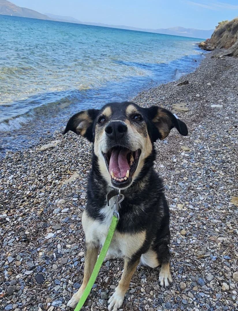 Udomi me, Mixed Breed (Sklonište za napuštene kućne ljubimce)