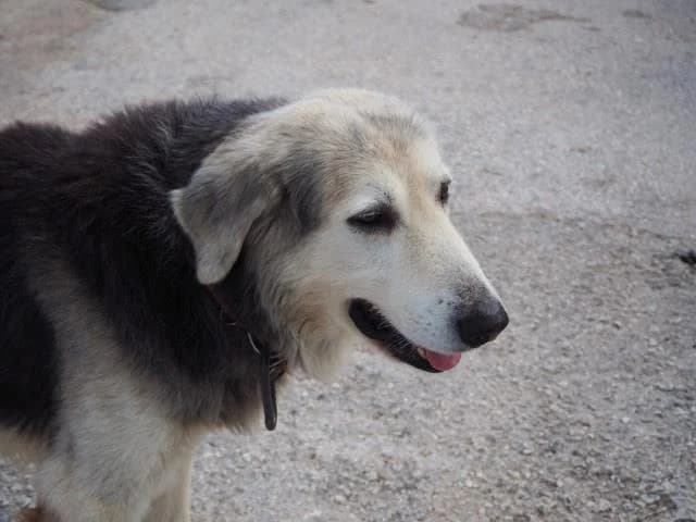 Stratos (Passed away), male senior mixed breed for adoption at Souda Shelter, Chania