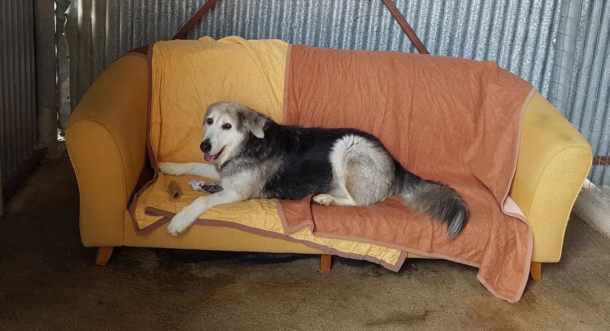 Stratos (Passed away) photo 3