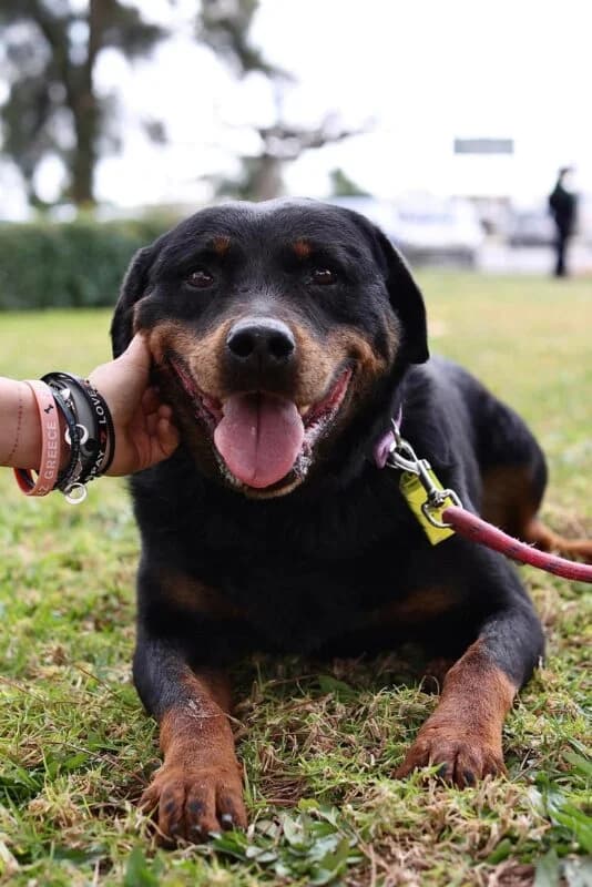 Takis (Τάκης), male Mixed Breed for adoption at SPAZ Athens, Athens