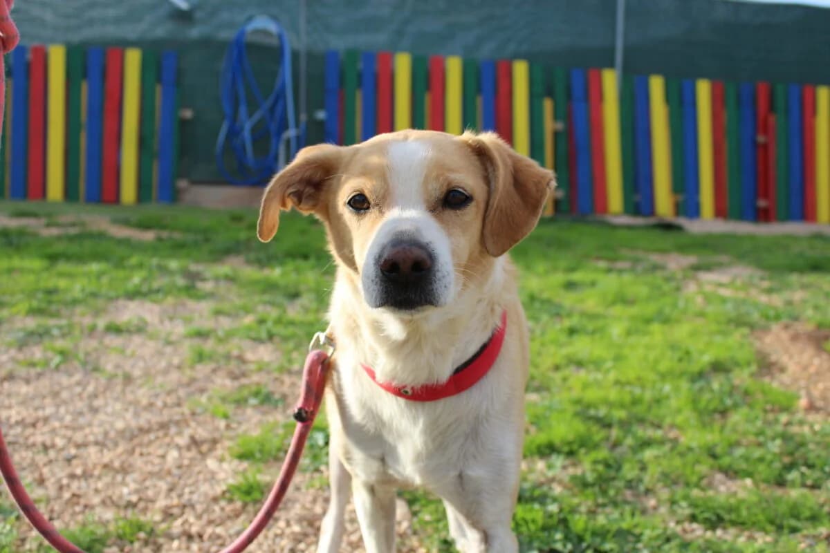 Tzortzino (Τζορτζίνο), male Mixed Breed for adoption at SPAZ Athens, Athens