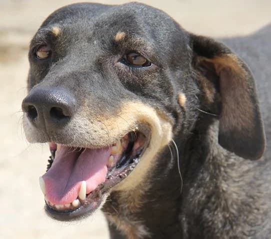 Tarantino, male 3yo Mixed Breed for adoption at Souda Shelter, Chania