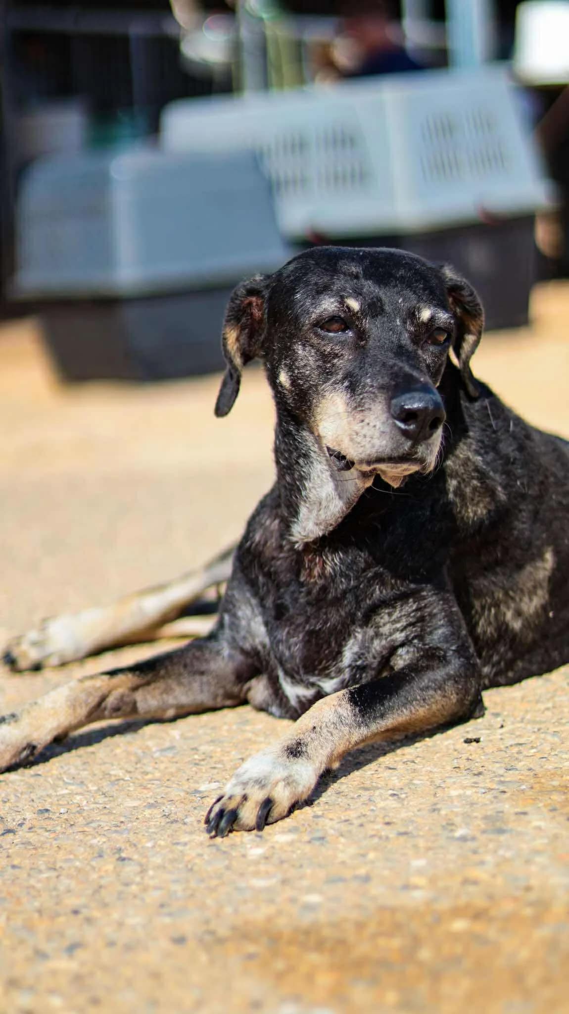 Tarantino, male 3yo Mixed Breed for adoption at Souda Shelter, Chania