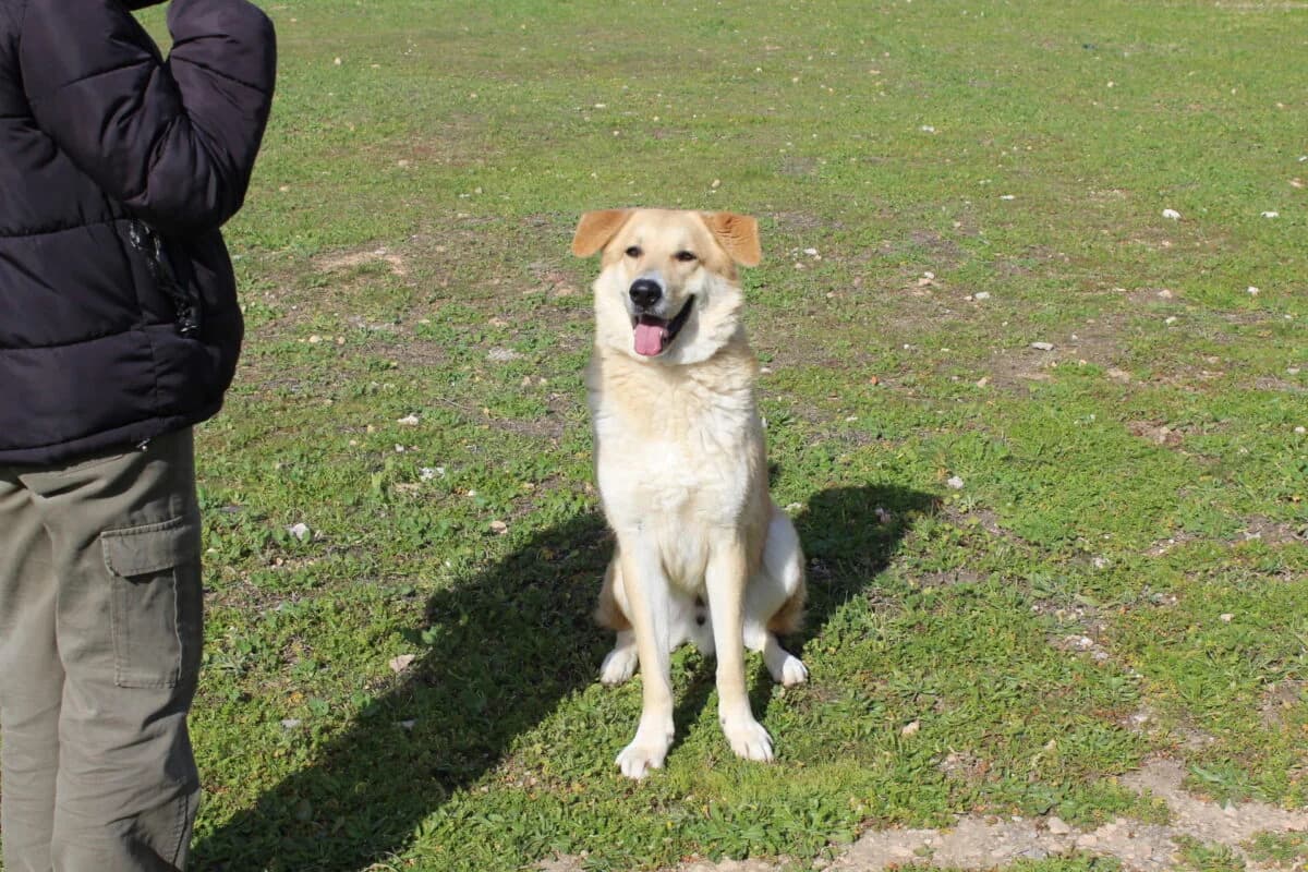 Froytos (Φρούτος), male Mixed Breed for adoption at SPAZ Athens, Athens