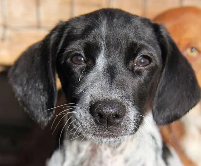 Lana (adopted), female 7yo Mixed Breed for adoption at Souda Shelter, Chania