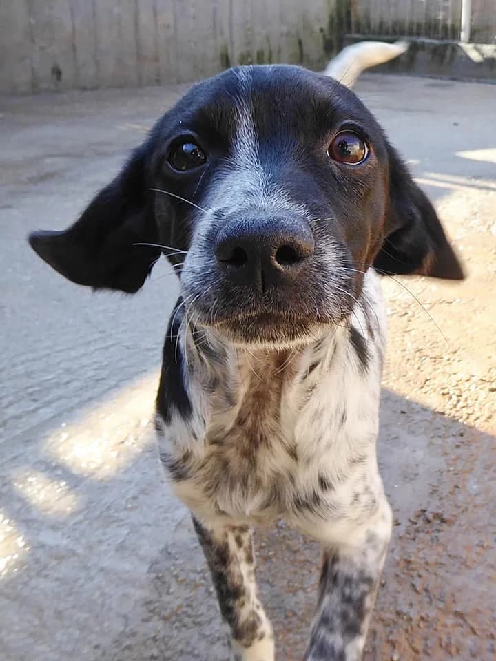 Lana (adopted) photo 2