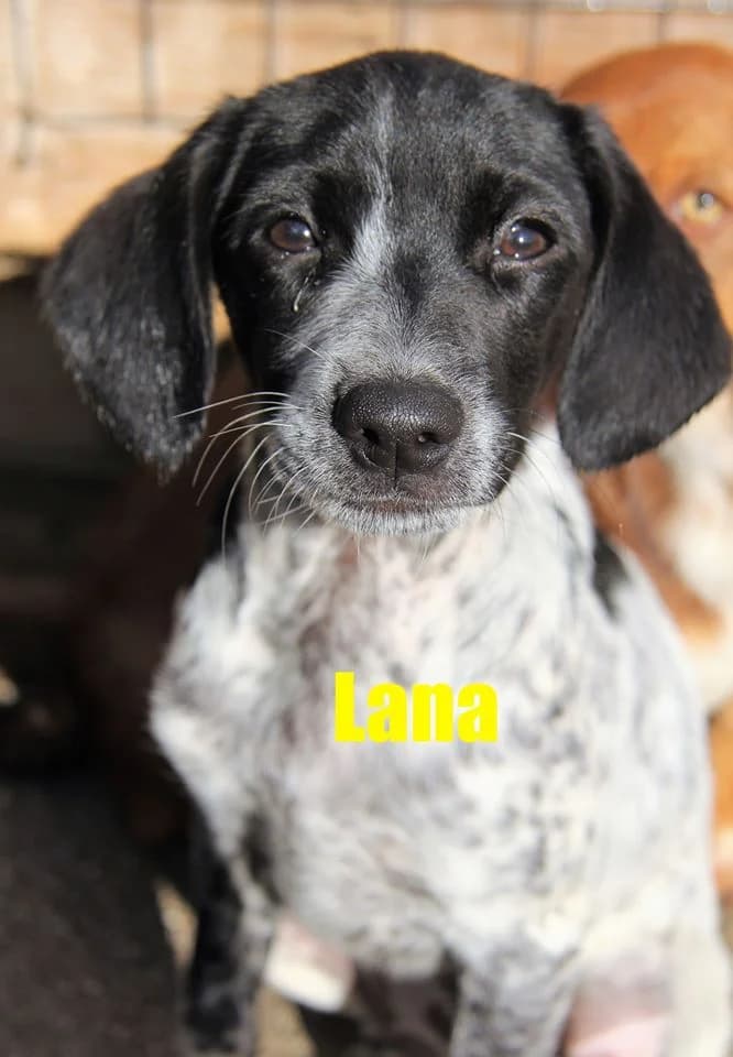 Lana (adopted) photo 3