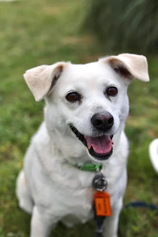 Snooy (Σνόου), female Mixed Breed for adoption at SPAZ Athens, Athens