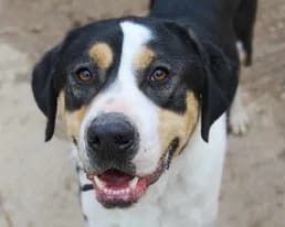 Ilias (Ηλίας), male Mixed Breed for adoption at SPAZ Athens, Athens