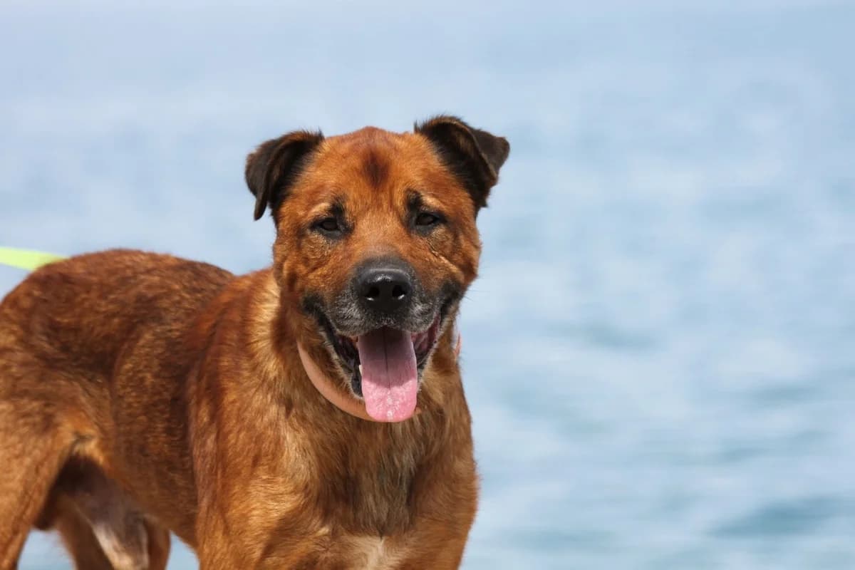 Bamboo, Mixed Breed (Save a Greek Stray)