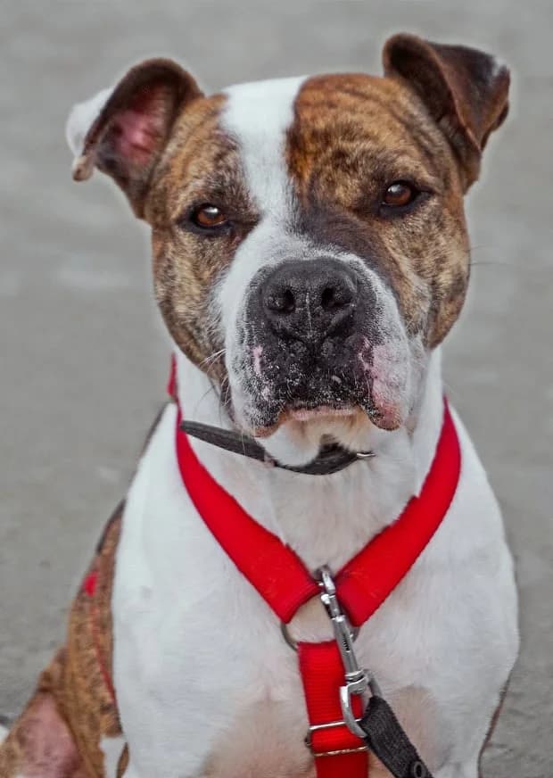 Ivy, female 3yo Mixed Breed for adoption at Souda Shelter, Chania