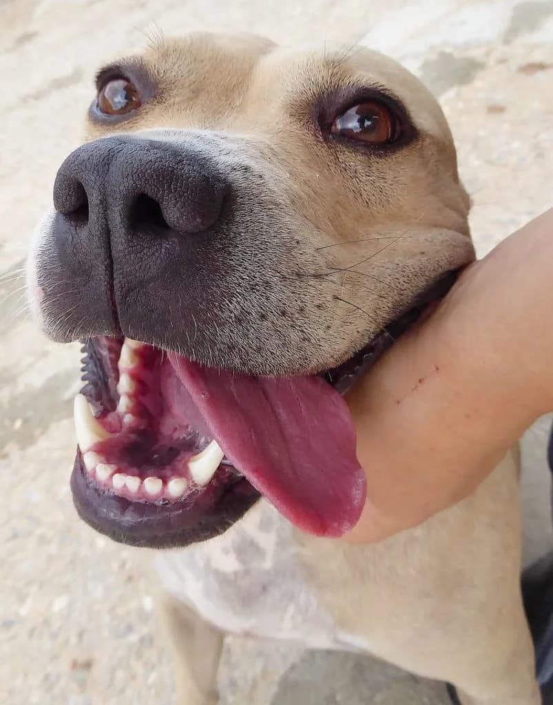 Brian, male 3yo Staffordshire Bull Terrier for adoption at Souda Shelter, Chania