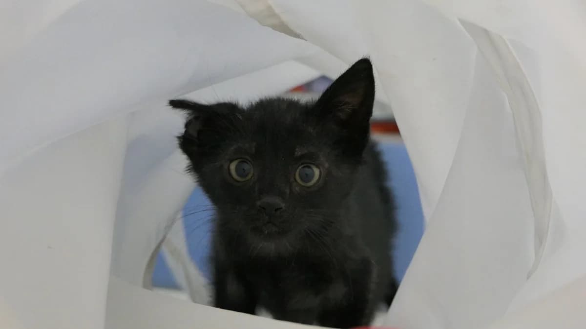 Noire (reserved), male Domestic Shorthair for adoption at Save a Greek Stray, Metsovo