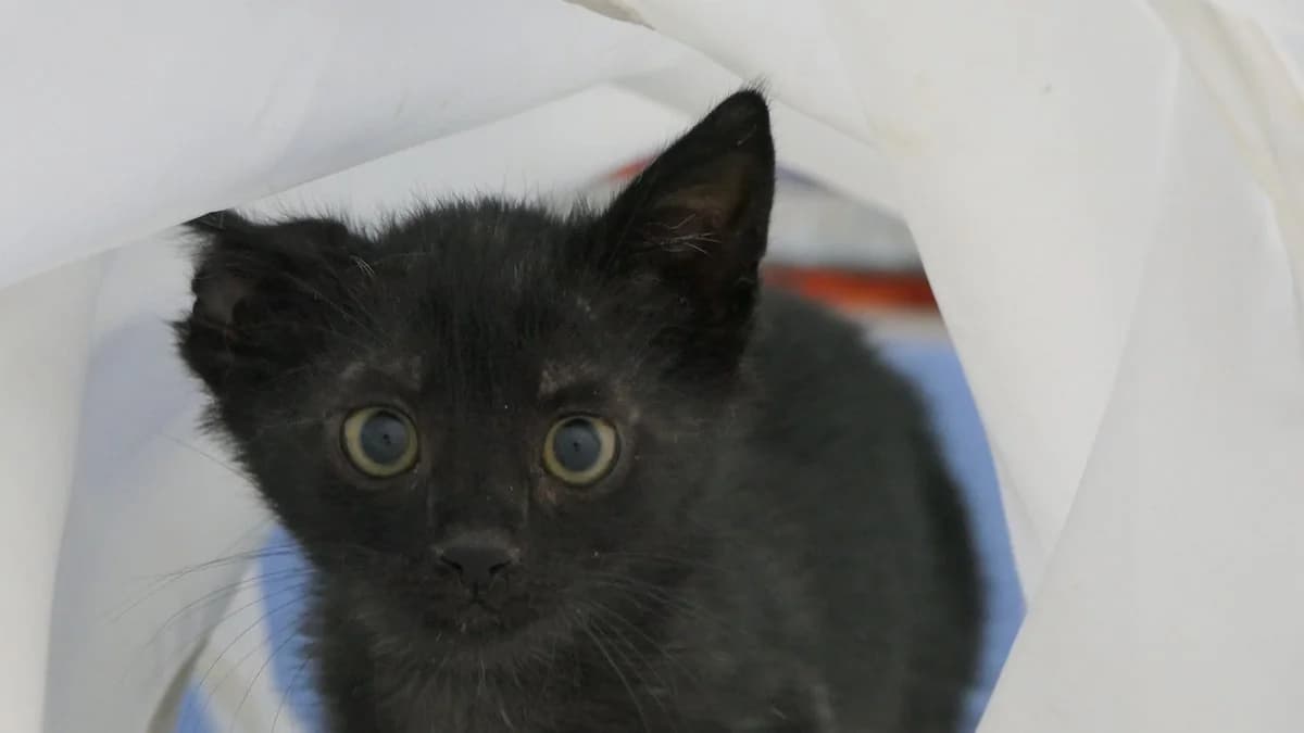 Noire (reserved), black male Domestic Shorthair for adoption at Save a Greek Stray, Metsovo — photo 3 of 12