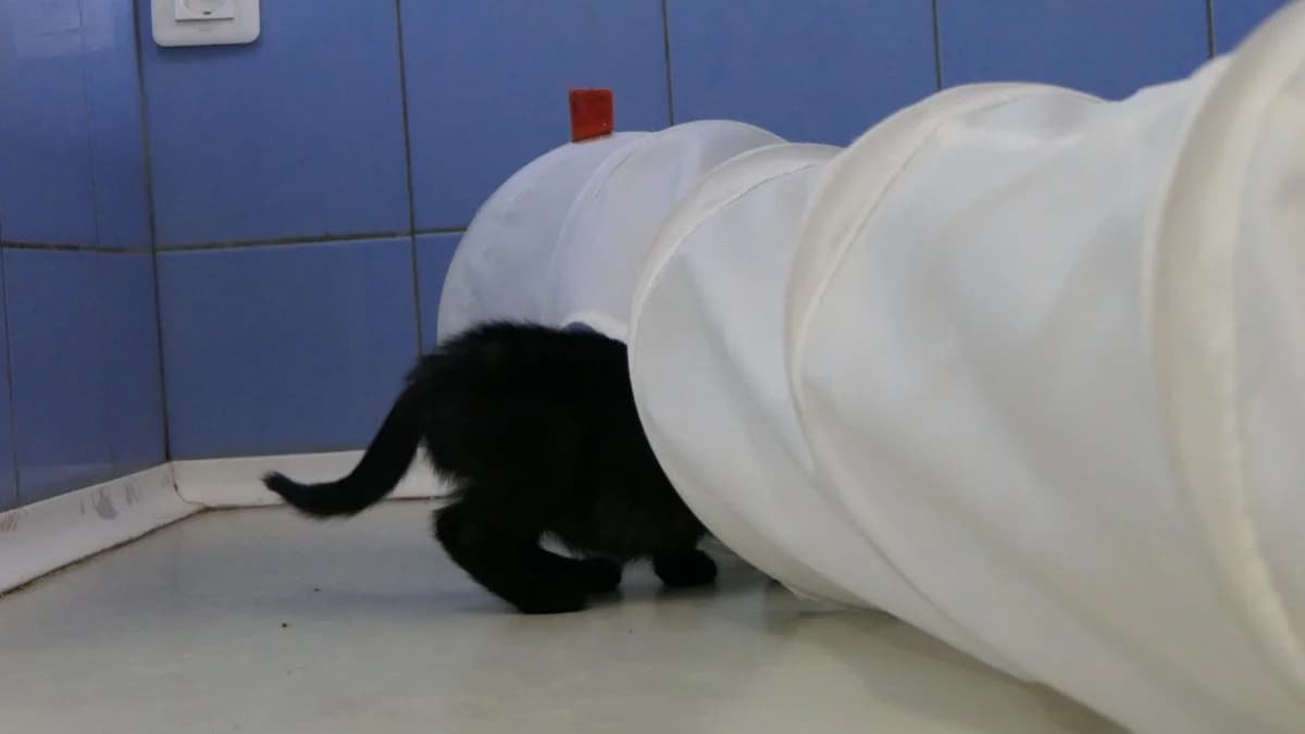 Noire (reserved), black male Domestic Shorthair for adoption at Save a Greek Stray, Metsovo — photo 4 of 12