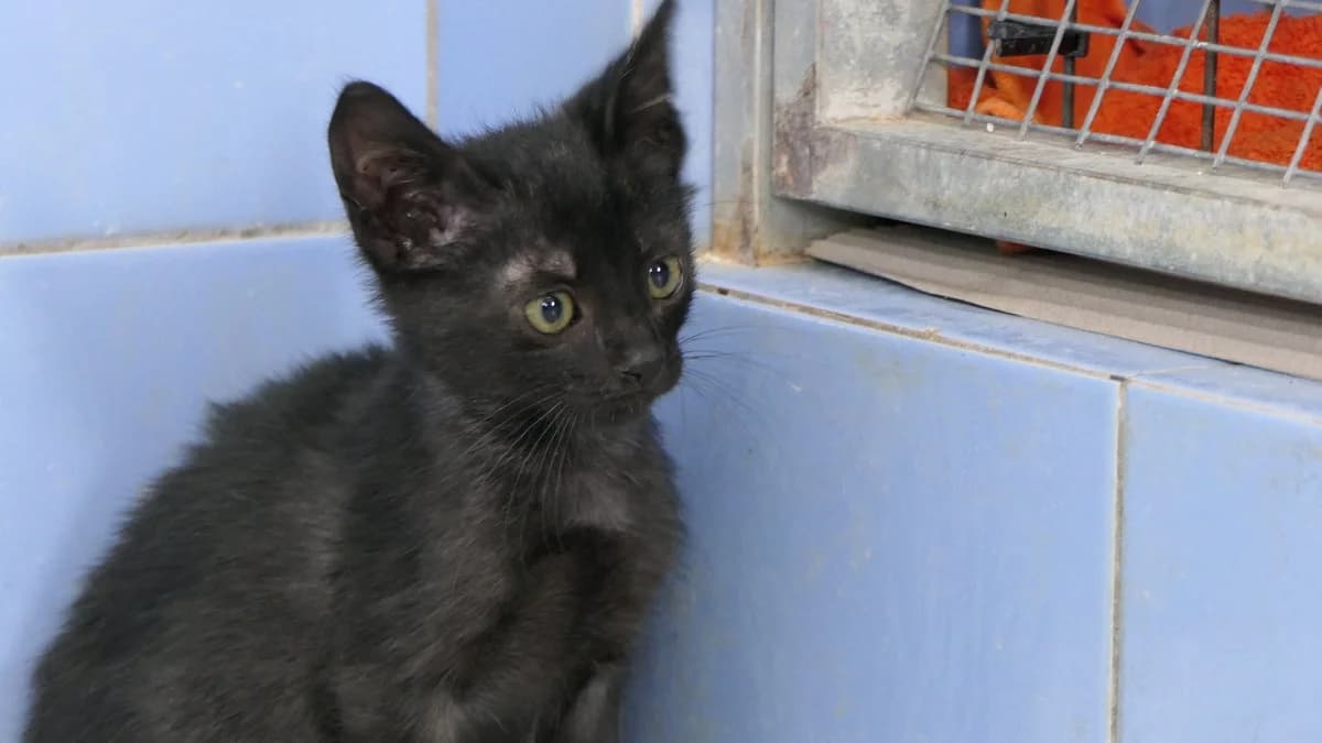 Noire (reserved), black male Domestic Shorthair for adoption at Save a Greek Stray, Metsovo — photo 5 of 12