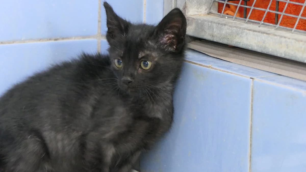 Noire (reserved), black male Domestic Shorthair for adoption at Save a Greek Stray, Metsovo — photo 6 of 12
