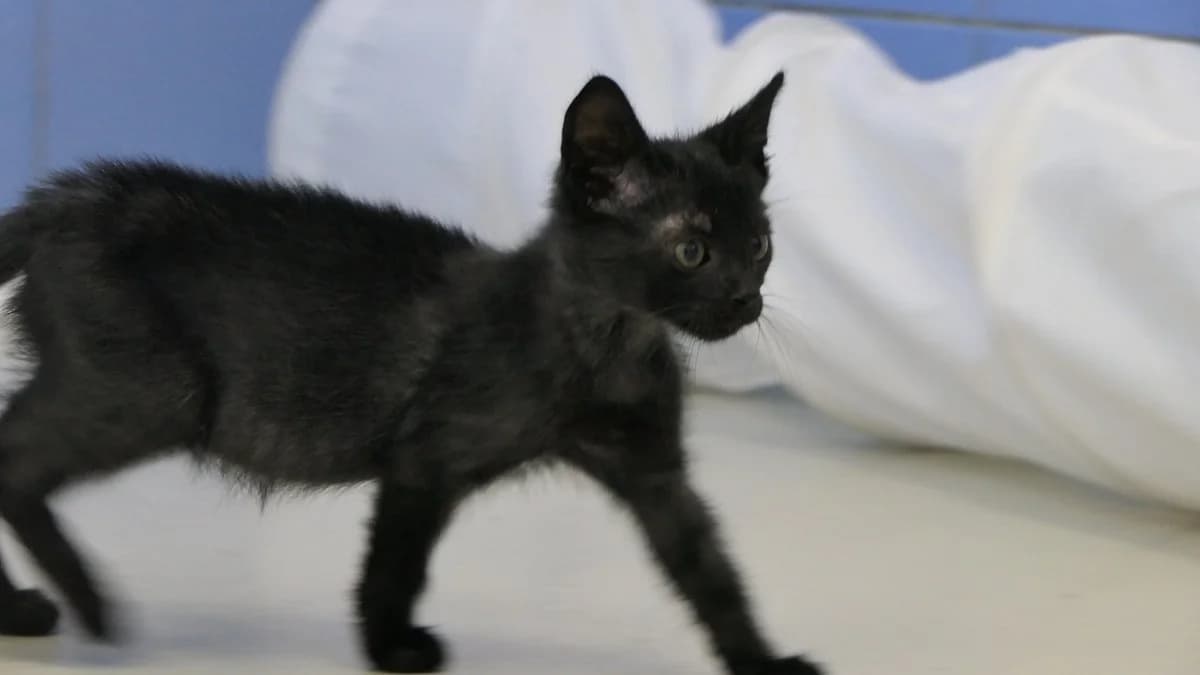 Noire (reserved), black male Domestic Shorthair for adoption at Save a Greek Stray, Metsovo — photo 7 of 12