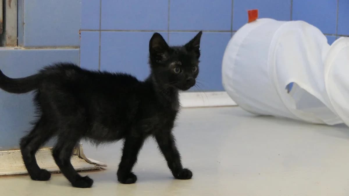 Noire (reserved), black male Domestic Shorthair for adoption at Save a Greek Stray, Metsovo — photo 8 of 12