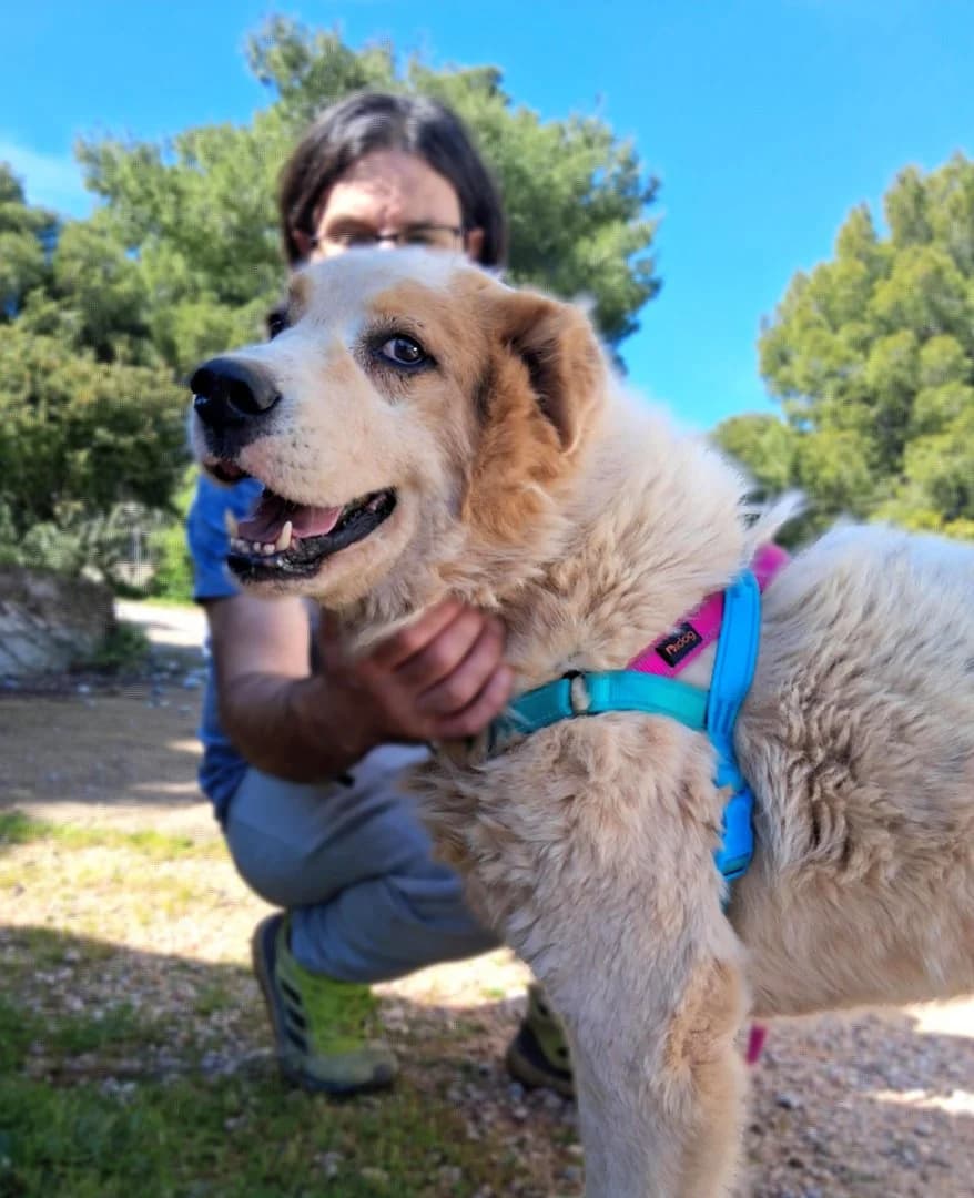 Alekos, male 4yo Mixed Breed for adoption at Save a Greek Stray, Metsovo