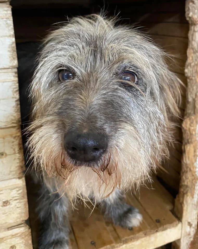 Hiromi (adopted), female 6yo Mixed Breed for adoption at Souda Shelter, Chania